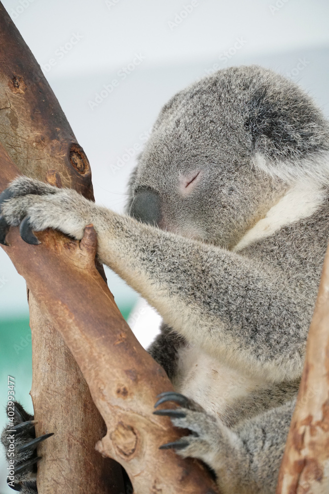 Obraz premium Australian Koala bear is sleeping on a eucalyptus branch