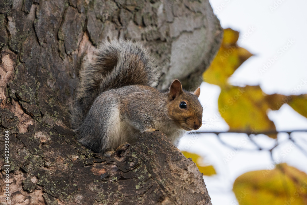 Obraz premium Curious Squirrel