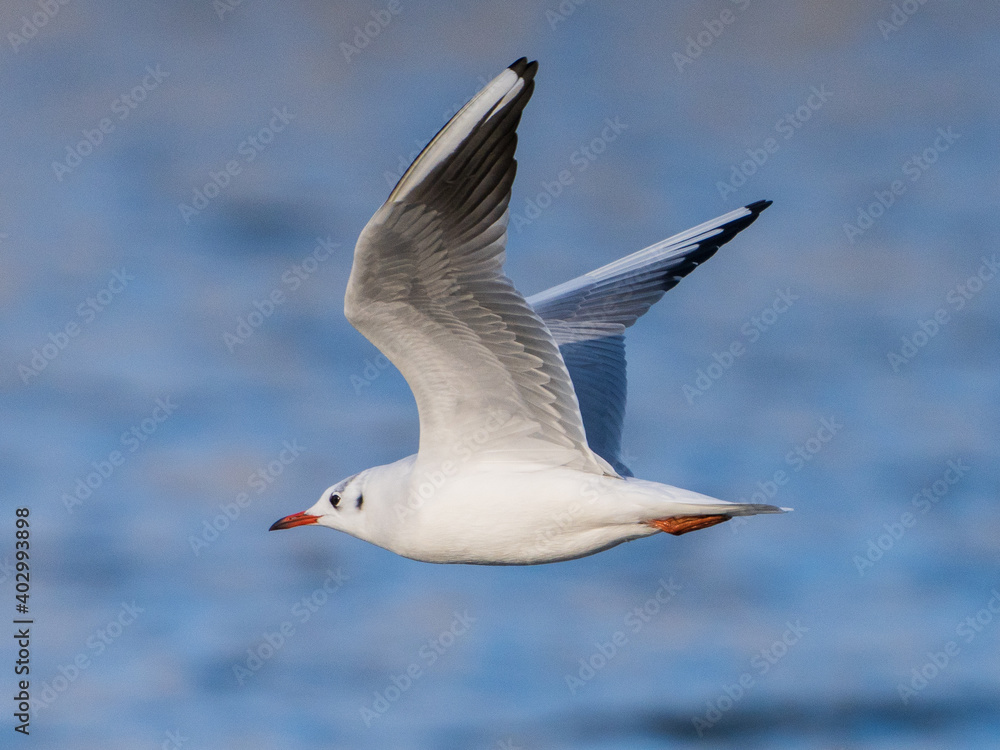 Gull in Flight Gull in Flight
