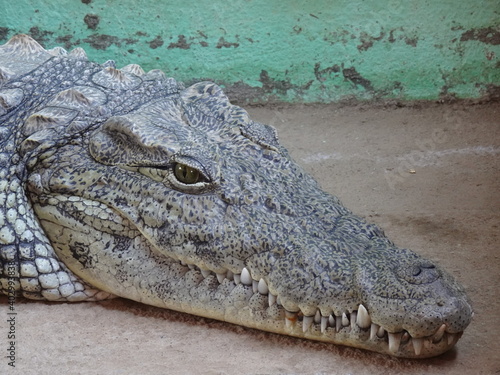 The close-up profile of  crocodile