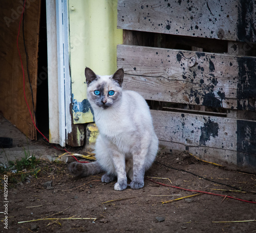 A blue eyed farm cat