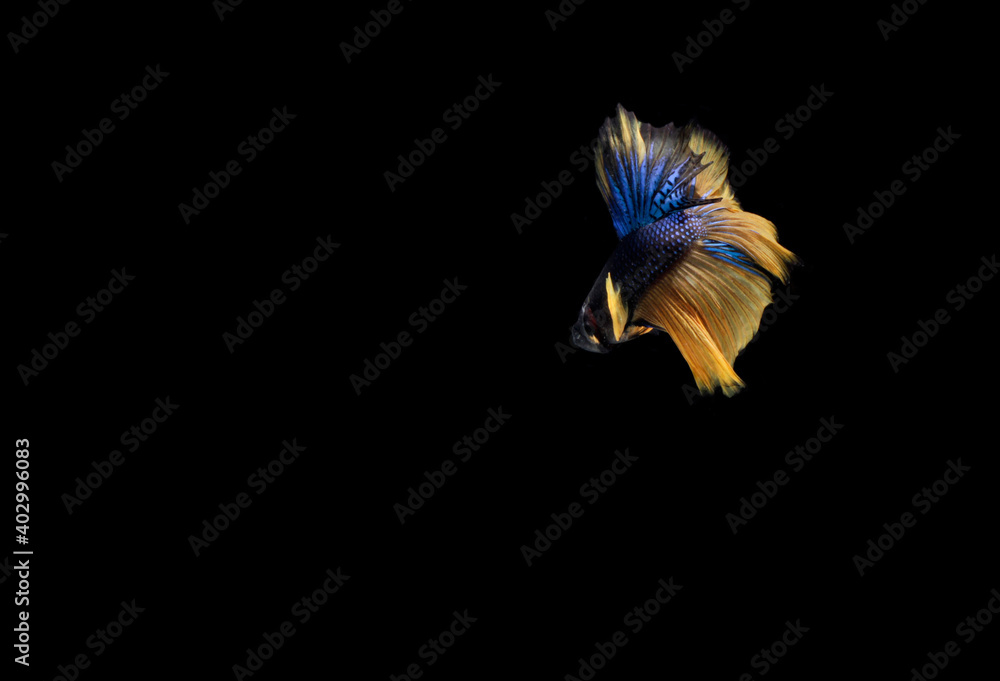 Fototapeta premium Big Slayer, Half Moon Yellow Tail Blue Body Cupang, Betta, Siamese Fighting fish, isolated on black background 