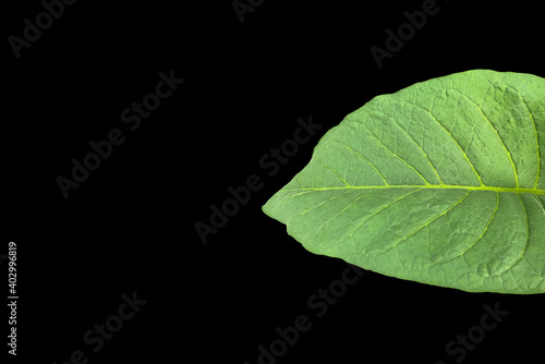 Isolated tobacco leaf and plant with clipping paths.