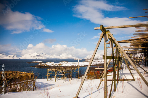 Dried and salted cod in Lofoten Islands  Northern Norway