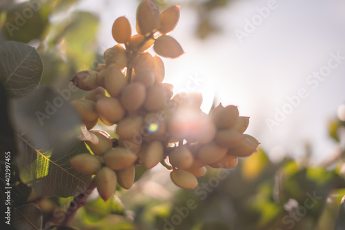 Arboles y pistachos en La Mancha