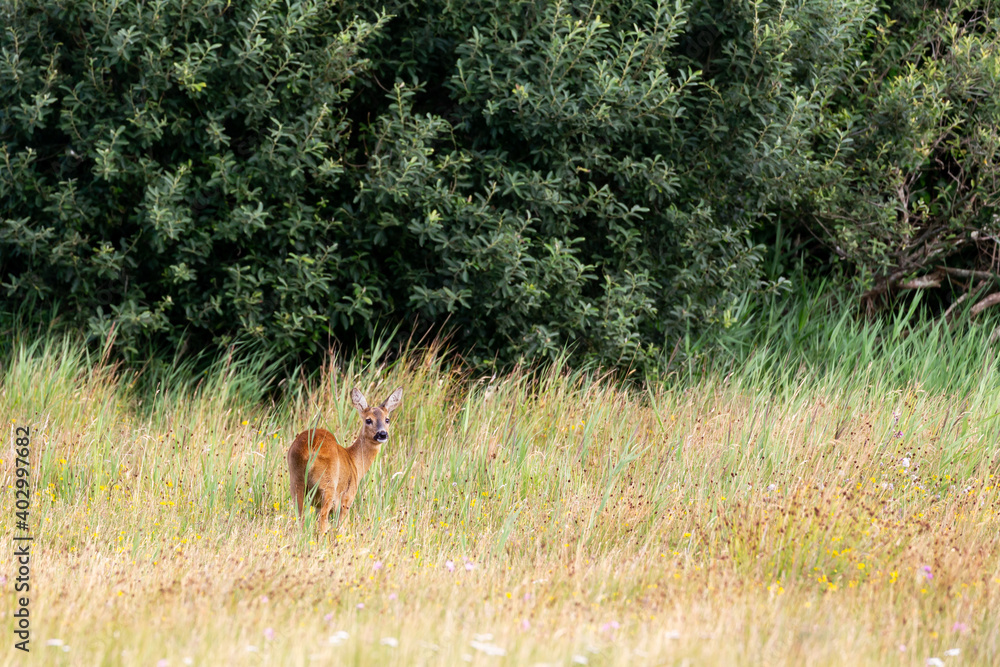 European roe deer (Capreolus capreolus) on the East Frisian island Juist, Germany. European roe deer (Capreolus capreolus) on the East Frisian island Juist, Germany.