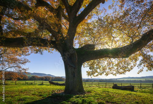 Secular oak tree in autumn. Tuscany, Italy. photo