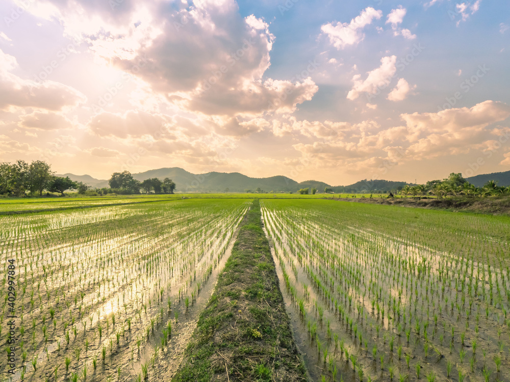 Fototapeta premium wide angle twilight scence of rice field front of mountain over blue and orange sky with white clouds reflection on water a beautiful in nature of whole grains sprouts farming in Thailland
