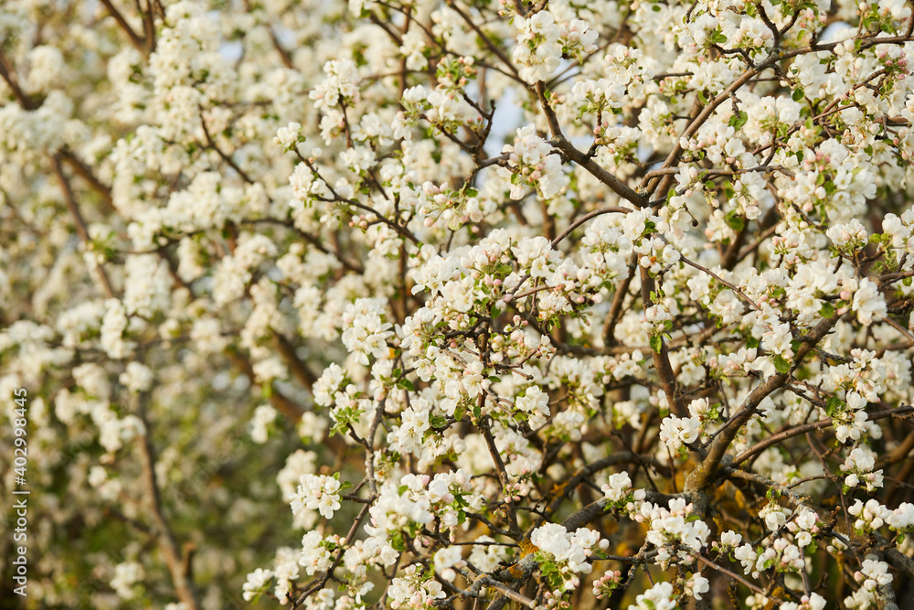 Blooming apple tree and blue sky in early spring in the sunny day Blooming apple tree and blue sky in early spring in the sunny day