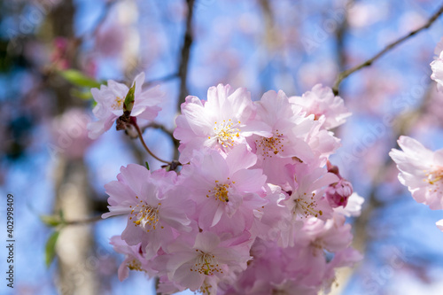 八重桜の花