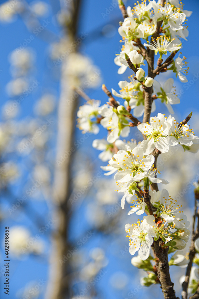 Fruit trees bloom in spring against a background of blue sky and other flowering trees. Close-up Fruit trees bloom in spring against a background of blue sky and other flowering trees. Close-up