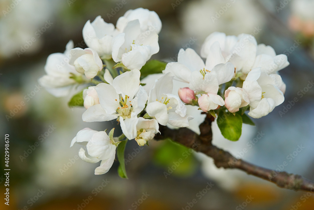 Blooming apple tree (apple flowers) in early spring in the sun macro close up