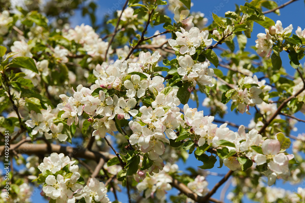 Blooming apple tree and blue sky in early spring in the sunny day