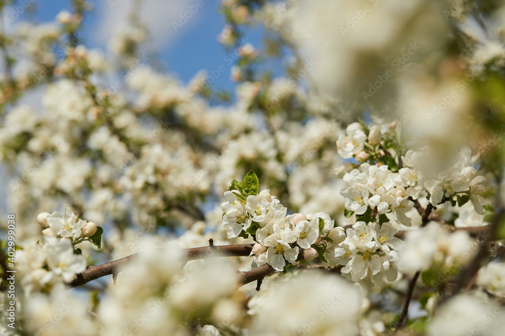Blooming apple tree and blue sky in early spring in the sunny day Blooming apple tree and blue sky in early spring in the sunny day