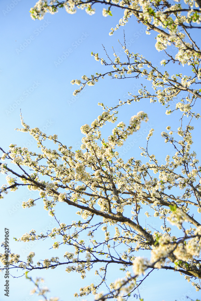 Fruit trees bloom in spring against a background of blue sky and other flowering trees. Close-up Fruit trees bloom in spring against a background of blue sky and other flowering trees. Close-up