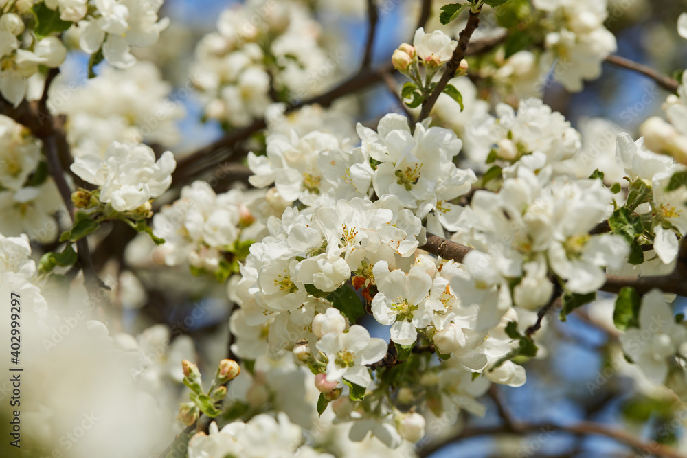 Blooming apple tree (apple flowers) in early spring in the sun macro close up Blooming apple tree (apple flowers) in early spring in the sun macro close up