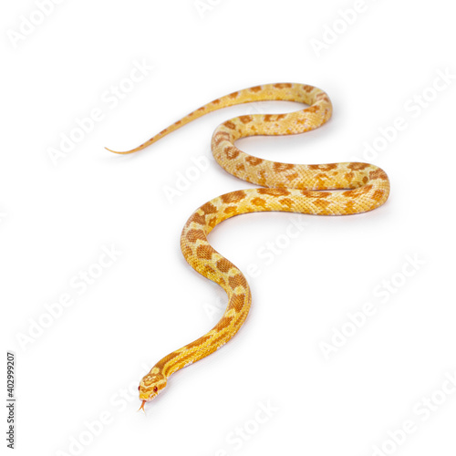 Young butter colored Cornsnake aka Elaphe guttatus or Pantherophis guttatus snake. Isolated on white background.