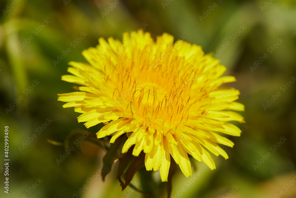 Dandelion, Taraxacum, blowball in the sun , macro close up Dandelion, Taraxacum, blowball in the sun , macro close up