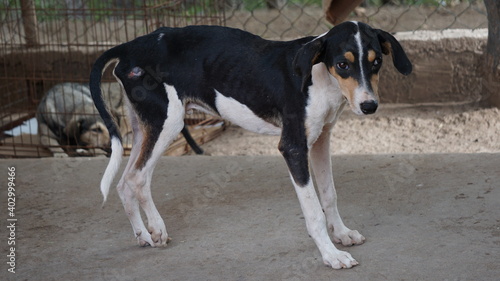 an injured tri-color street dog in Mindelo, on the island Sao Vicente, Cabo Verde