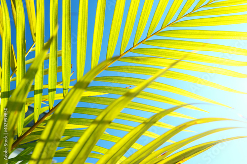 tropical leaf texture  foliage nature green palm background