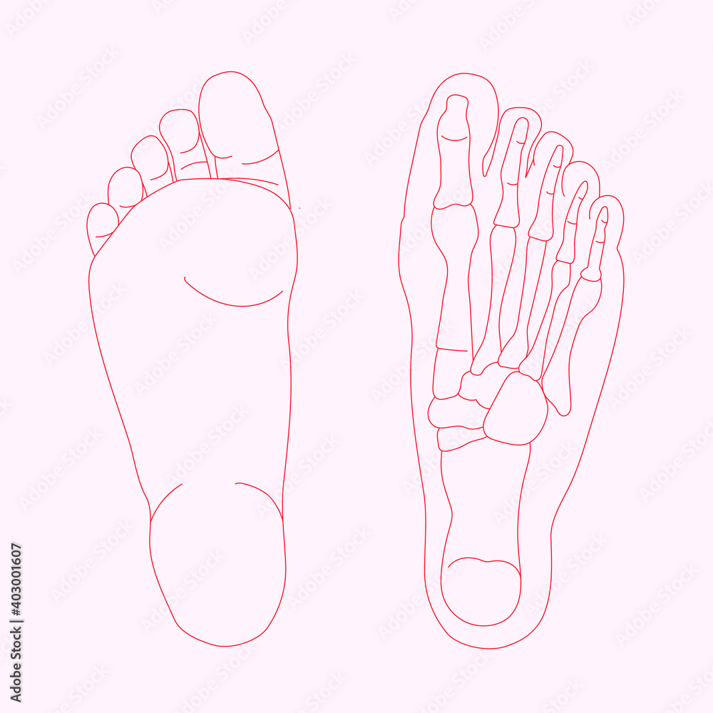 Hand drawn illustration of foot bones isolated on coloured background. red lines illustration of human anatomy. Hand drawn illustration of foot bones isolated on coloured background. red lines illustration of human anatomy.