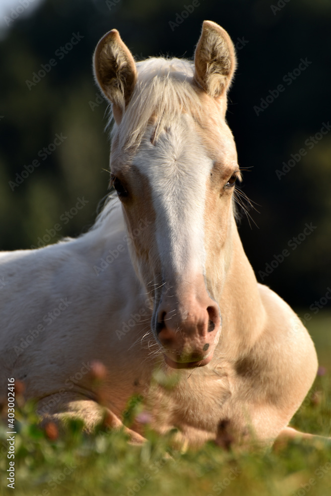 Obraz premium American Quarter Horse Fohlen