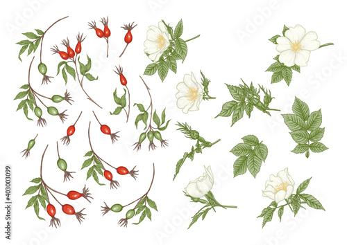Rose hips with flowers and berries. Clip art, set of elements for design. Graphic drawing, engraving style. Vector illustration.