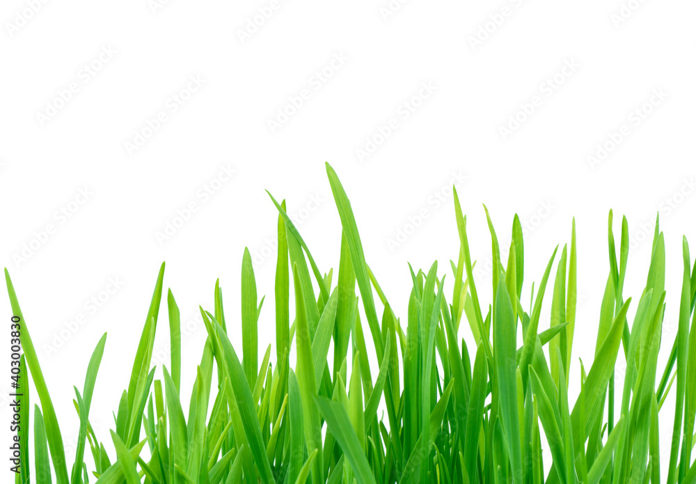 Fototapeta premium Fresh spring green grass isolated on white background with clipping path. Summer green grass over white. Green lawn isolated.