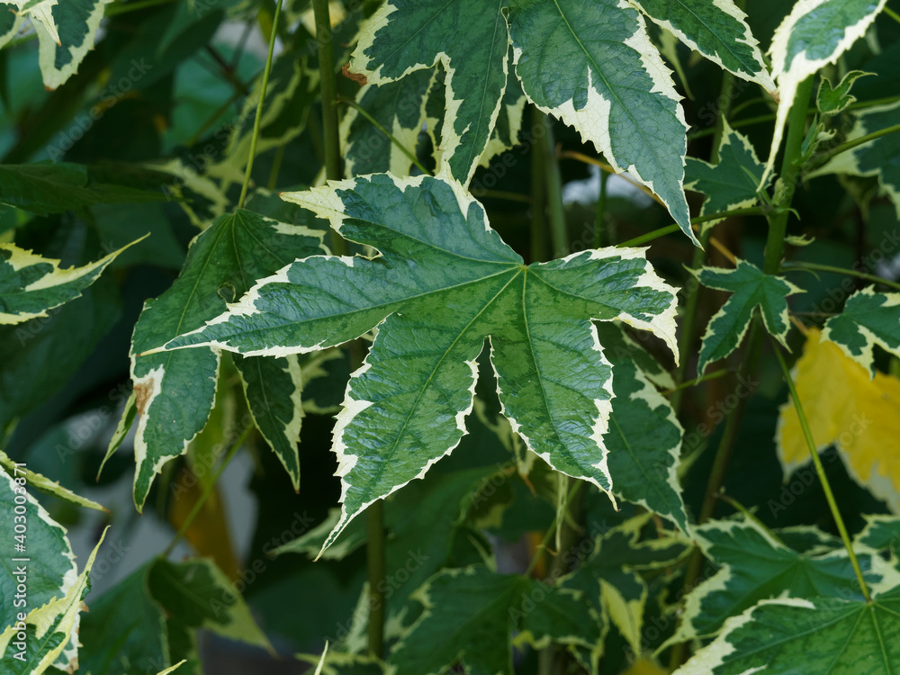 Abutilon hybride 'Variegata' - Abutilon x hybridum - au feuillage vert foncé marginé de jaune crème en forme de feuilles palmées d'érable japonais Abutilon hybride 'Variegata' - Abutilon x hybridum - au feuillage vert foncé marginé de jaune crème en forme de feuilles palmées d'érable japonais