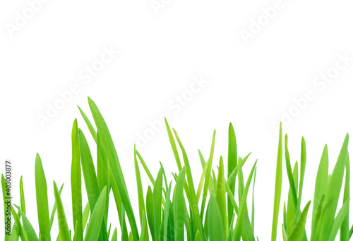 Fresh spring green grass isolated on white background with clipping path. Summer green grass over white. Green lawn isolated.