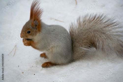 The squirrel eats a nut in the snow.