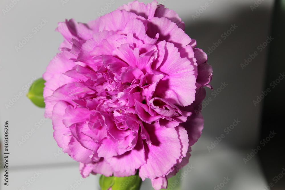Obraz premium pink and white flower