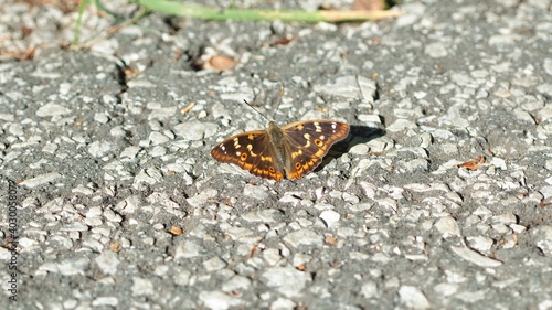 Apatura ilia butterfly on grey ground photo