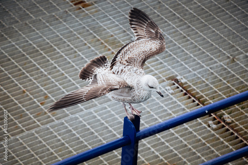 Seagull at the beautiful beach of Eastbourne in southern England  photo