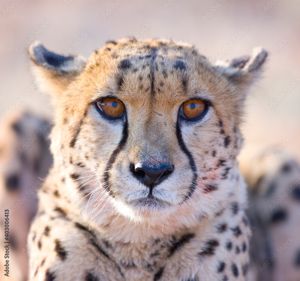GUEPARDO (Acinonyx jubatus), Namibia, África, Fauna de África GUEPARDO (Acinonyx jubatus), Namibia, África, Fauna de África