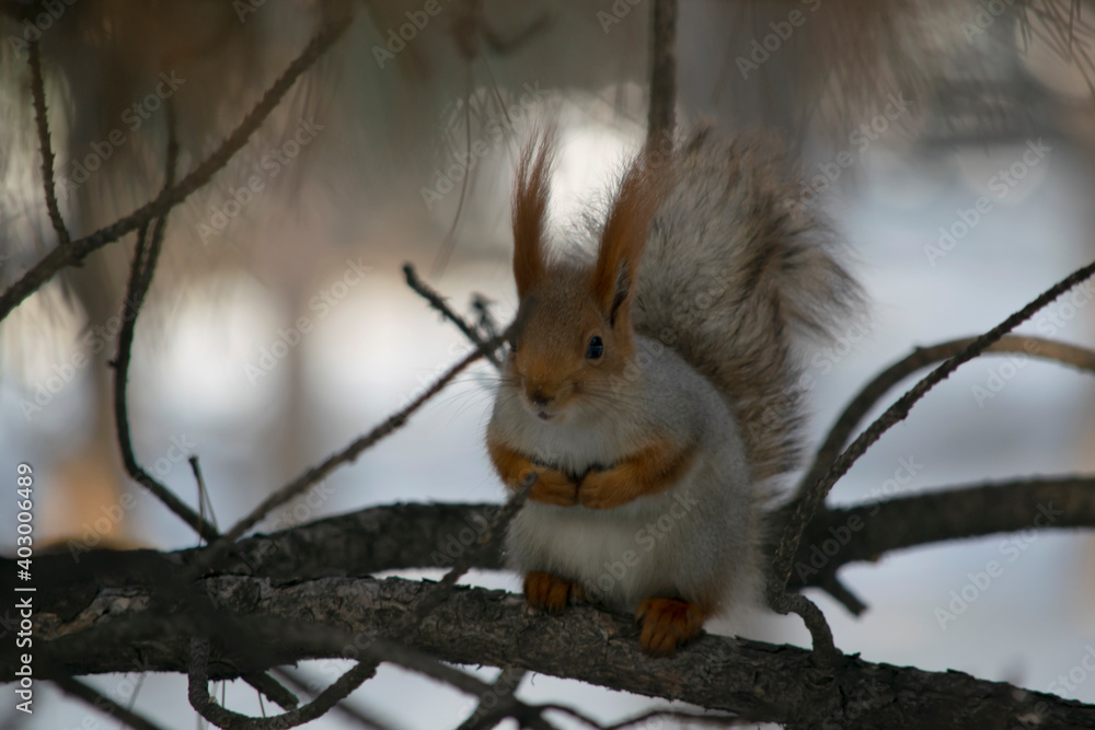 The squirrel is sitting on a pine branch. The squirrel is sitting on a pine branch.