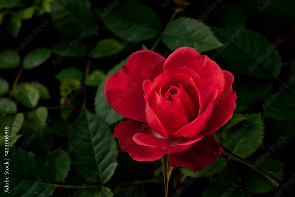 a red rose is blooming with green background of its leaves. a red rose is blooming with green background of its leaves.