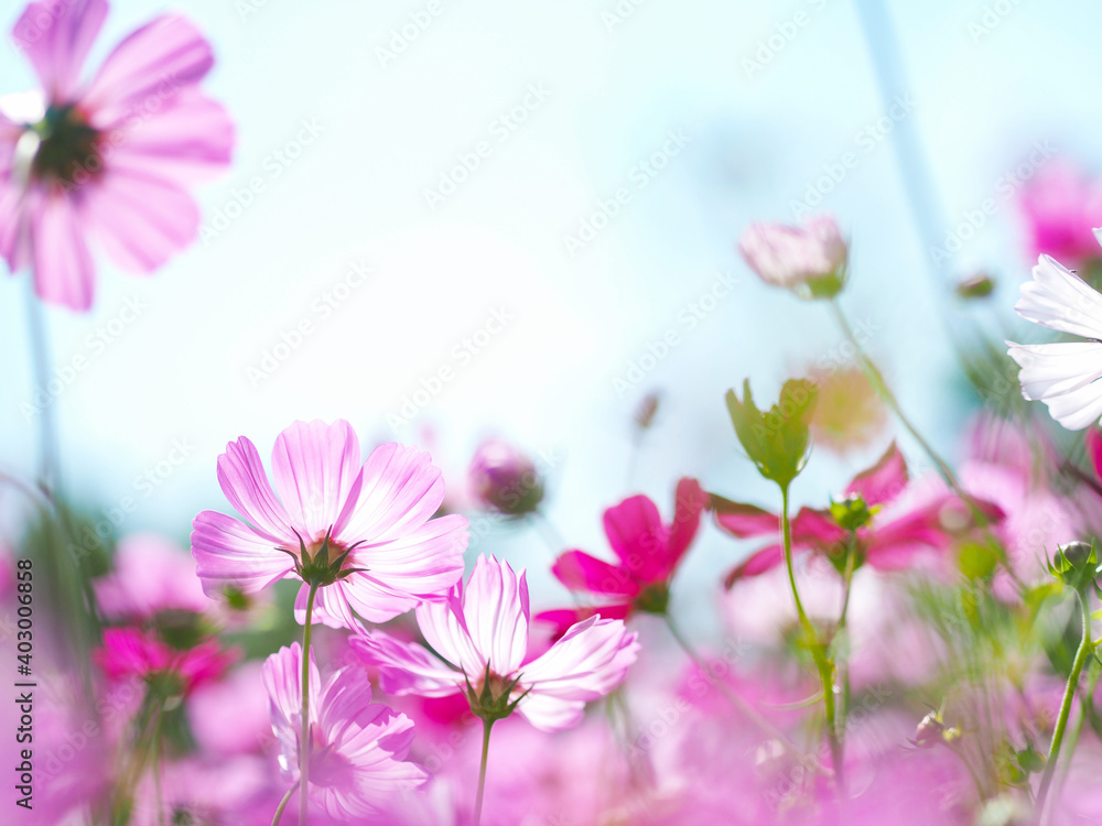 Close up petal pink cosmos blooming over clear blue sky. Close up petal pink cosmos blooming over clear blue sky.