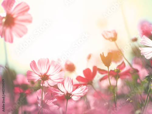 Colorful cosmos flowers in soft style vintage filter effect.