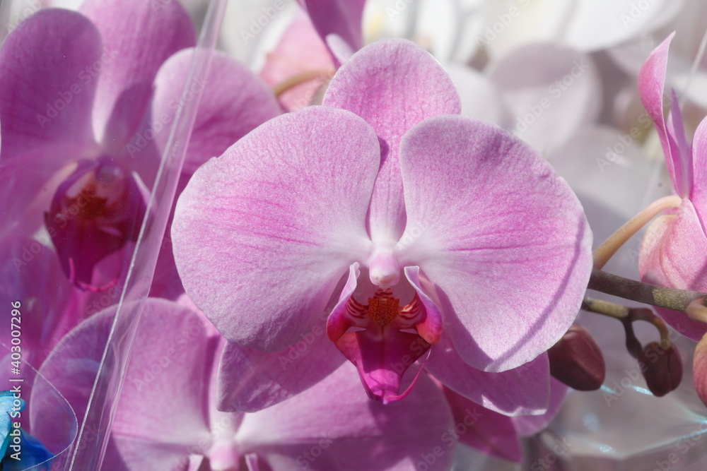 Blühende Orchideen, (Orchidaceae) auf einem Blumenmarkt, Deutschland Blühende Orchideen, (Orchidaceae) auf einem Blumenmarkt, Deutschland