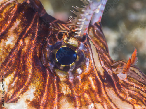 Eye of common lionfish (Mergui archipelago, Myanmar) photo