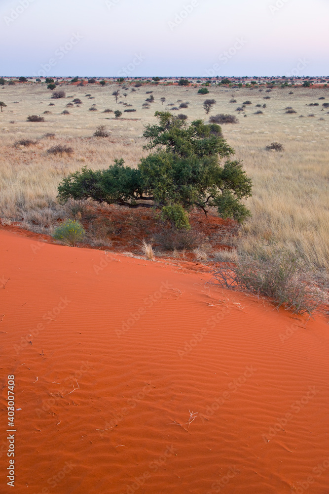Desierto del Kalahari, Namibia, Africa Desierto del Kalahari, Namibia, Africa