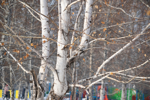 Wallpaper Mural Birch tree.
 Torontodigital.ca