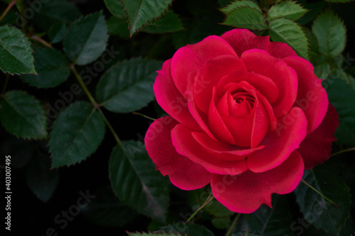 a red rose is blooming with green background of its leaves.