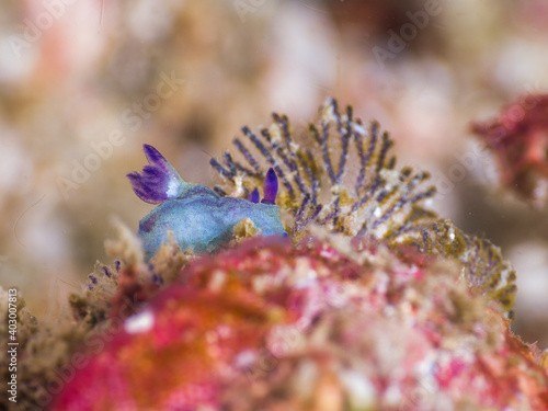 Chromodoris nudibranch feeding bryozoan (Mergui archipelago, Myanmar) photo