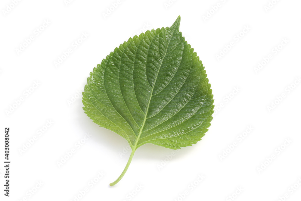 Obraz premium エゴマの葉