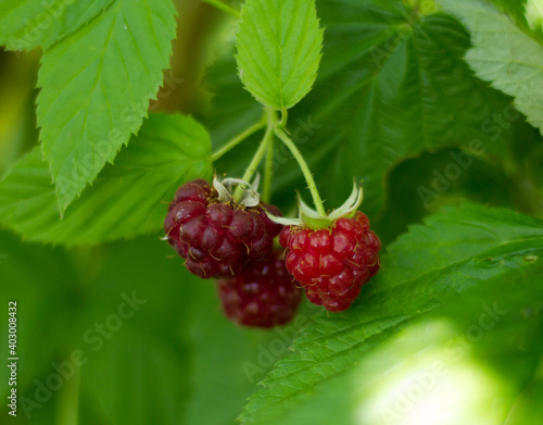 Ripe raspberry in the fruit garden