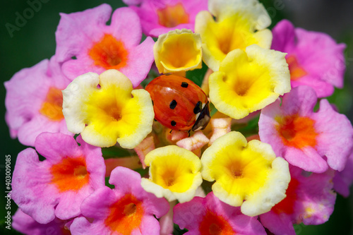 Ladybug sits in the middle of a flower