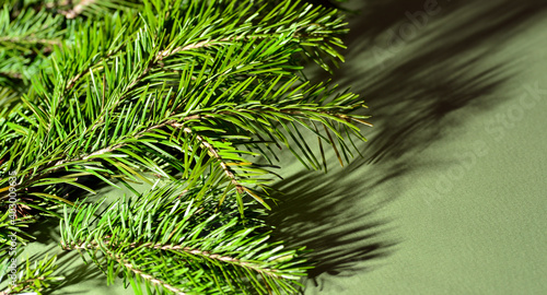 Green branches of pine and spruce lie on a green background  close-up  all the needles are visible.