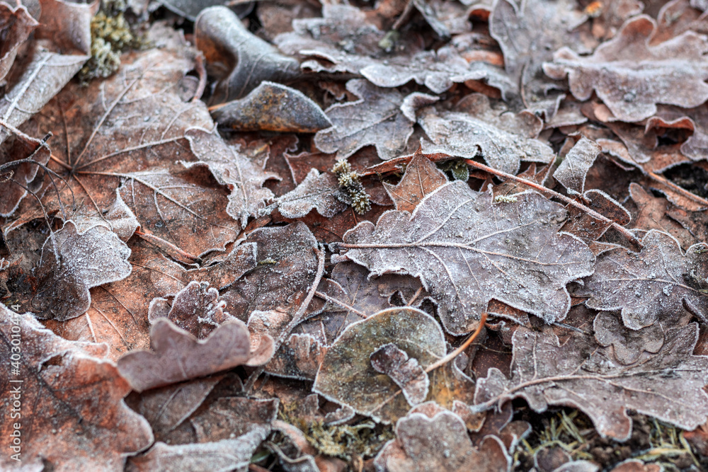 Oak leave in the first snow. Close up